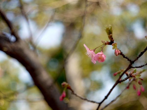 『2014/2/28の河津桜』Fujica 35-M（1957） FUJINON 1:2.8/45mm　改造レンズ_e0296043_4251036.jpg