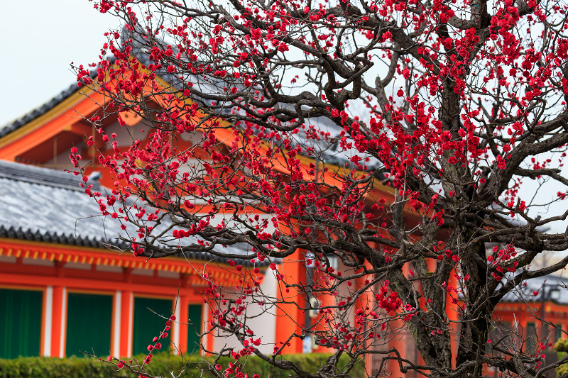 法住寺の梅と吊るし雛_f0155048_21403153.jpg