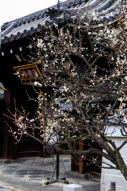 法住寺の梅と吊るし雛_f0155048_21405118.jpg