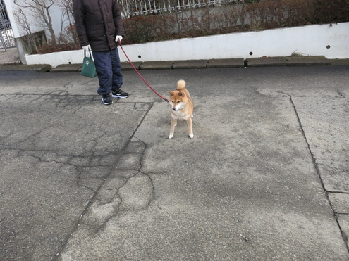 さくら姉さん! 再会..._c0260460_13423663.jpg