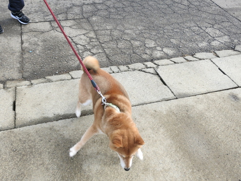 さくら姉さん! 再会..._c0260460_13431687.jpg