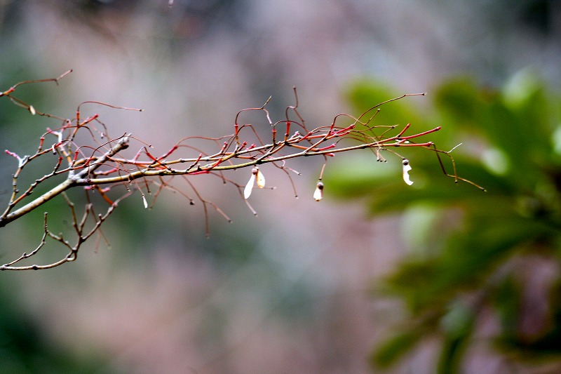 生物　。。。。　カエデのプロペラ_d0244960_16395671.jpg