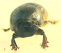 マグソコガネ Aphodius rectus_f0238961_10551641.jpg