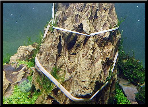 主石に活着 Trial And Error Aquarium