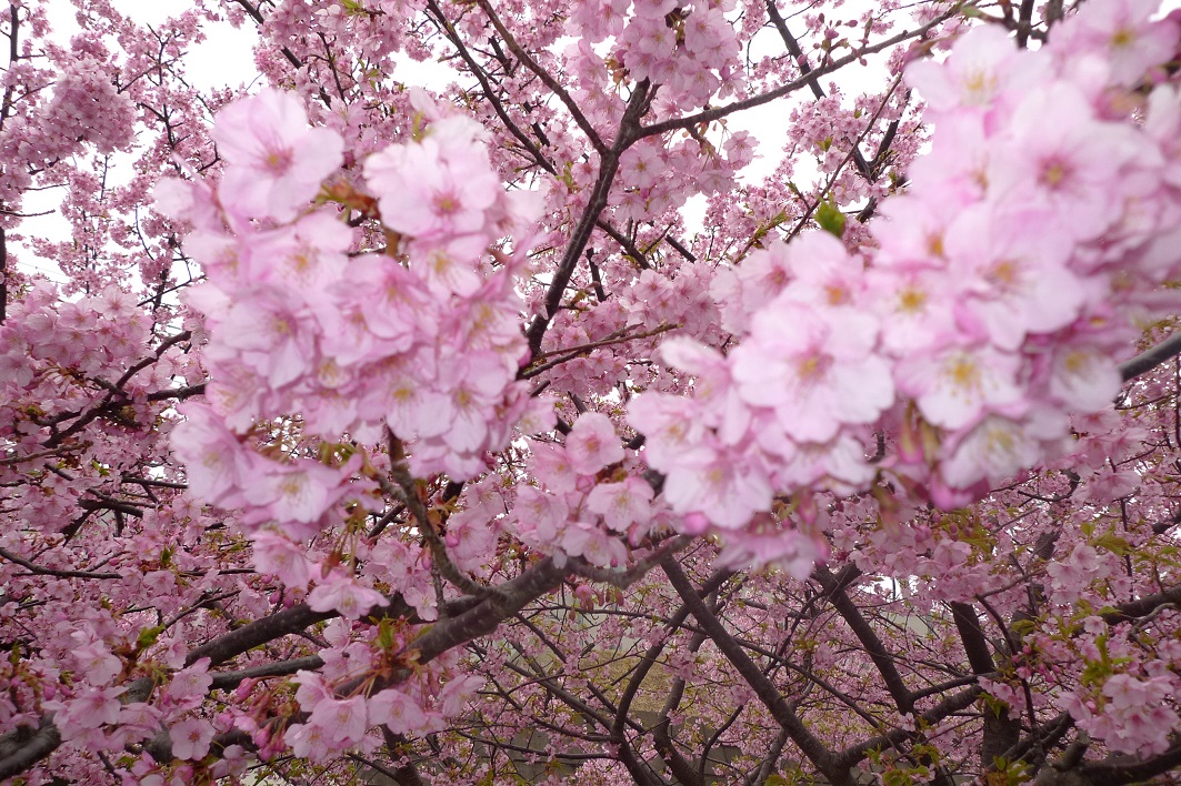 3-446）　満開の河津桜　ＩＮ　三浦海岸_d0092767_17432569.jpg