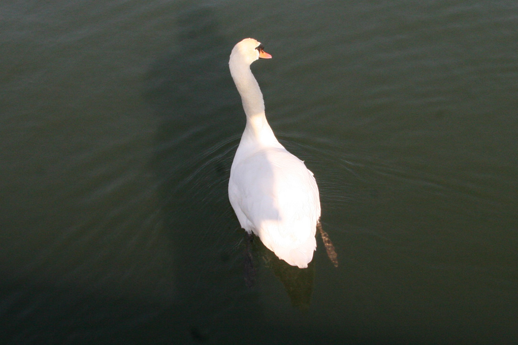 e0118274_2151186.jpg