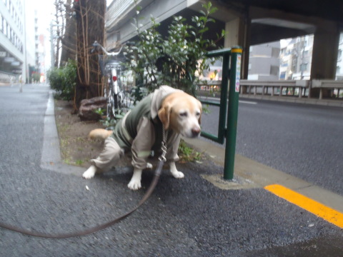 鶯や　今日は何処で　雨宿り_f0052277_00134818.jpg