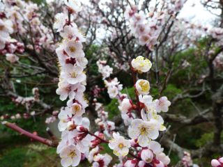 2014年3月3日 お兄ちゃん帰還_b0098584_19482929.jpg