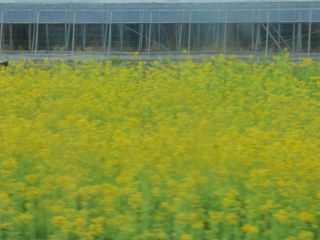 2014年3月3日 お兄ちゃん帰還_b0098584_19485173.jpg