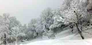 PMになりちょこっと出かけたお山にはあり得ないぐらい重い雪が..._b0194185_2395560.jpg