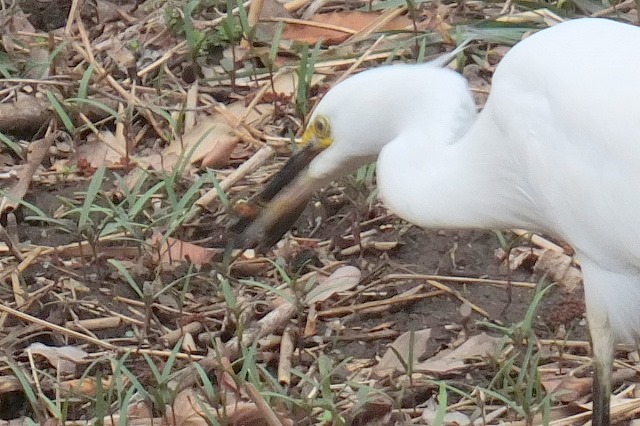 ■　コサギ、大きなご馳走　　　14.3.3_e0070891_1822832.jpg