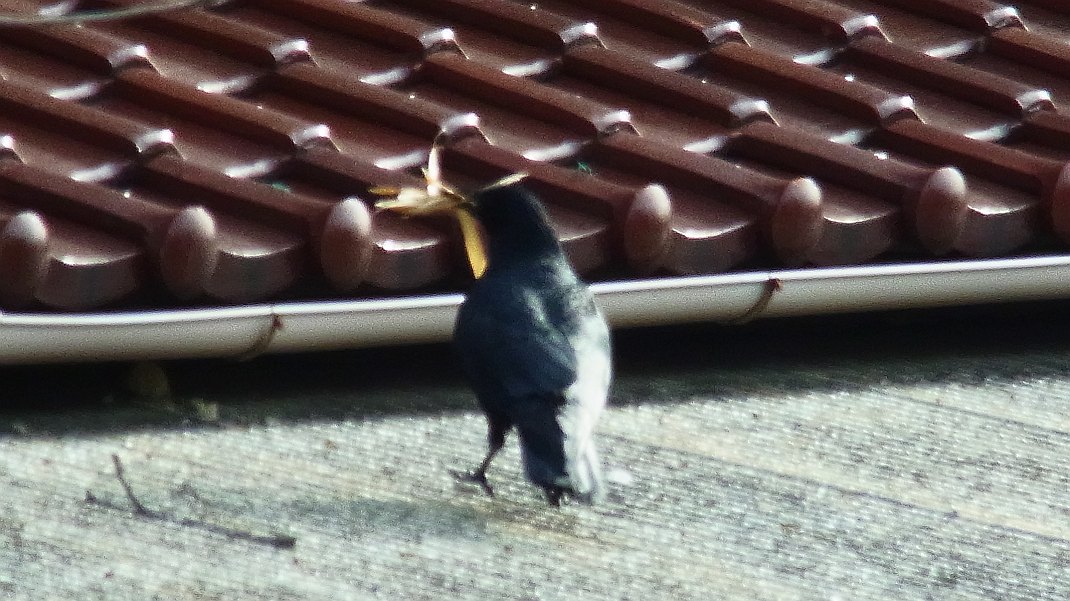a0152692_17362928.jpg