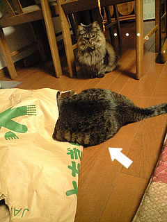 c0035001_16273723.jpg