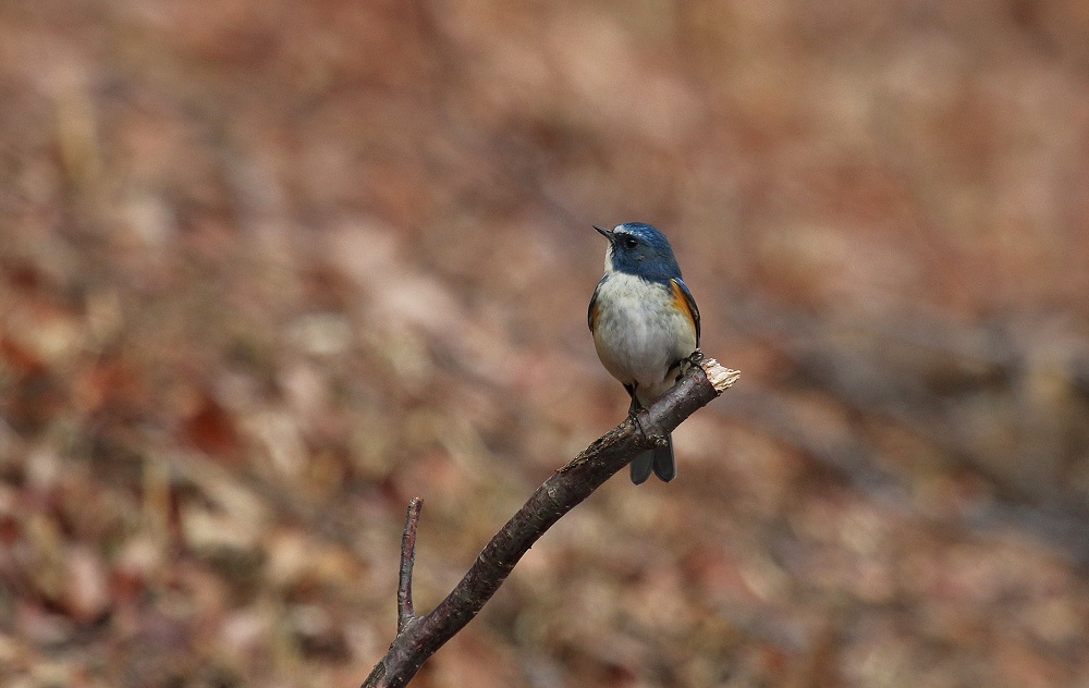 ﾏｲﾌｨｰﾙﾄﾞ探鳥_f0305401_6565111.jpg