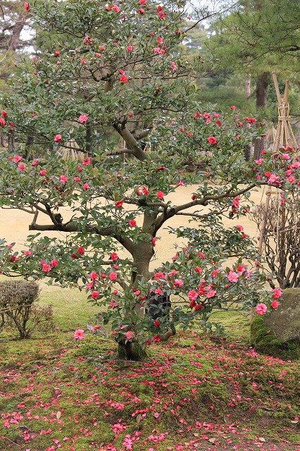 a0123003_122546.jpg