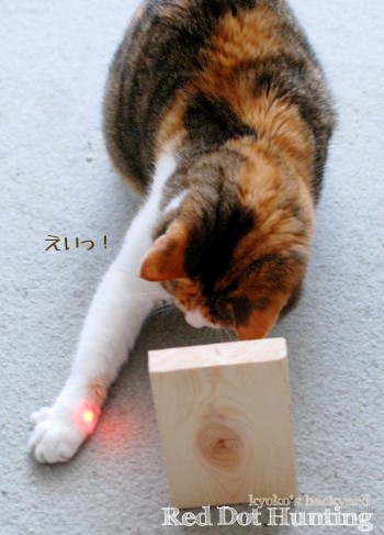 赤い点を狩る!_b0253205_5222099.jpg