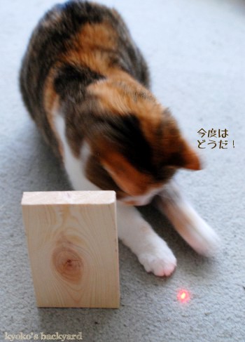 赤い点を狩る!_b0253205_5224589.jpg