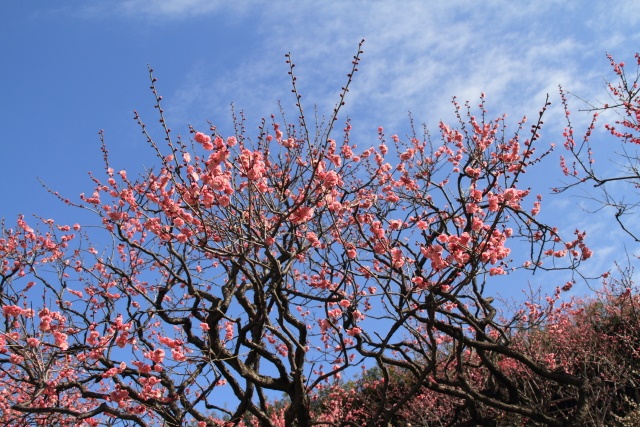 池上梅園_d0026817_21301039.jpg