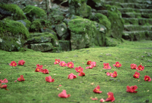 椿　高源寺の落ち椿_b0309623_14525398.jpg