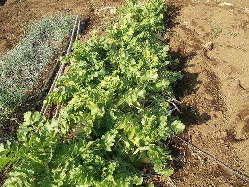 根野菜は...大根&人参_b0137932_10544497.jpg