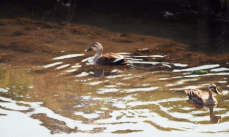 e0255638_2053472.gif