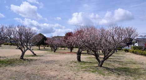 平城宮跡梅林のウメ　咲き始める_a0100742_925137.jpg