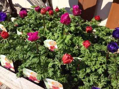 ロータスクレティクス他 Flowers 請西東のお花屋さん ロータスクレティクス他 Flowers 請西東のお花屋さん