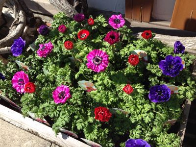 ロータスクレティクス他 Flowers 請西東のお花屋さん ロータスクレティクス他 Flowers 請西東のお花屋さん