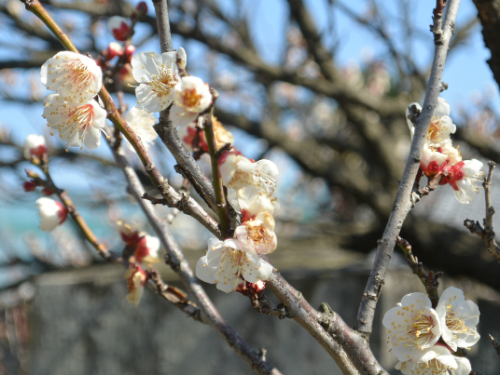 菅原神社で梅の花を撮りに行ってきました。_b0115553_13423053.png