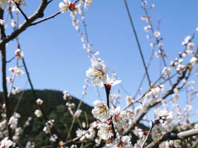 山あいの南高梅　今年も元気な花が満開です!!_a0254656_19105987.jpg