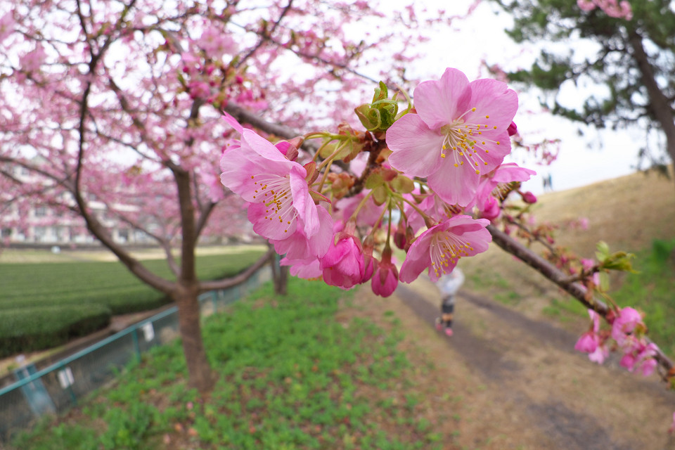 河津桜　ふたたび_f0072758_21191256.jpg