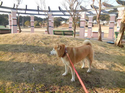 ’14,3,4(火)久しぶりに”ちらし寿司”!_f0060461_11273654.jpg