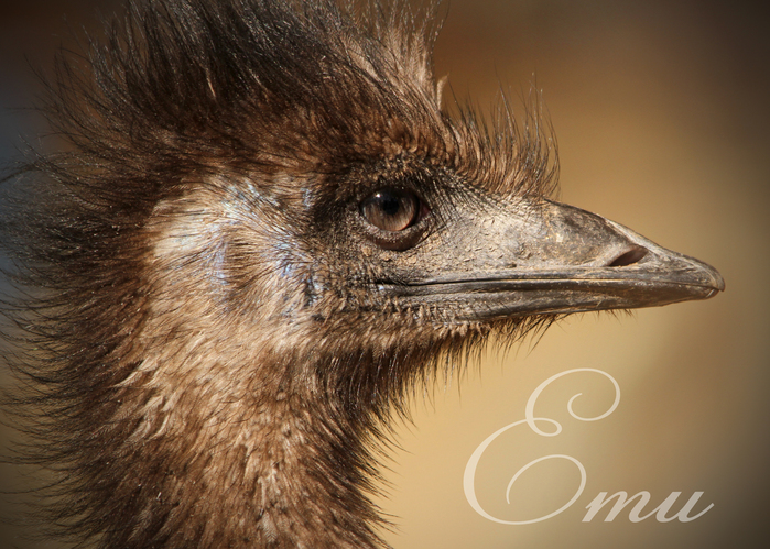 エミュー：Emu_b0249597_5163552.jpg