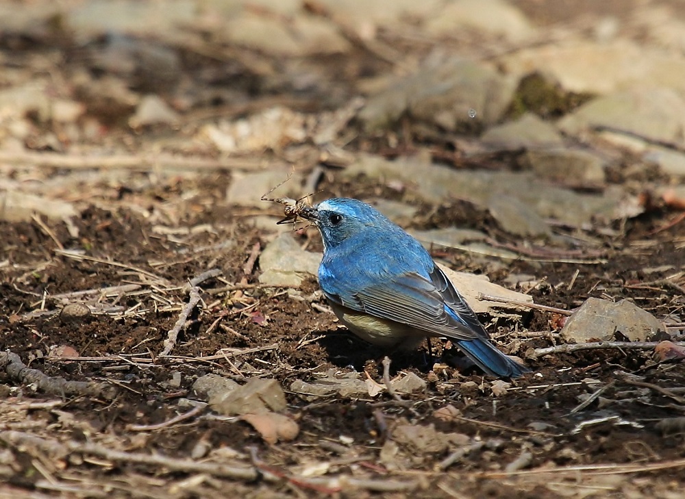 ﾏｲﾌｨｰﾙﾄﾞ探鳥2_f0305401_782559.jpg