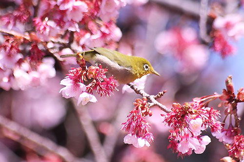 メジロがいっぱいのカンザクラ_e0255509_19375529.jpg