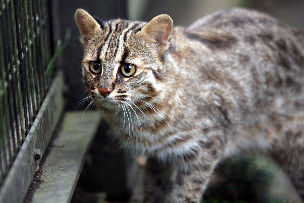 ツシマヤマネコの公開 動物園放浪記 ツシマヤマネコの公開 動物園放浪記