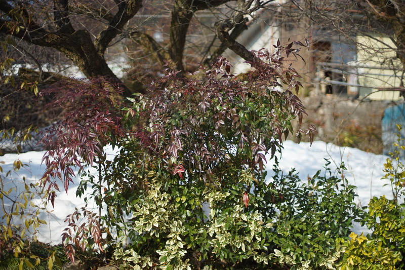 Zenitar 50mmF1.7_c0109833_16303224.jpg