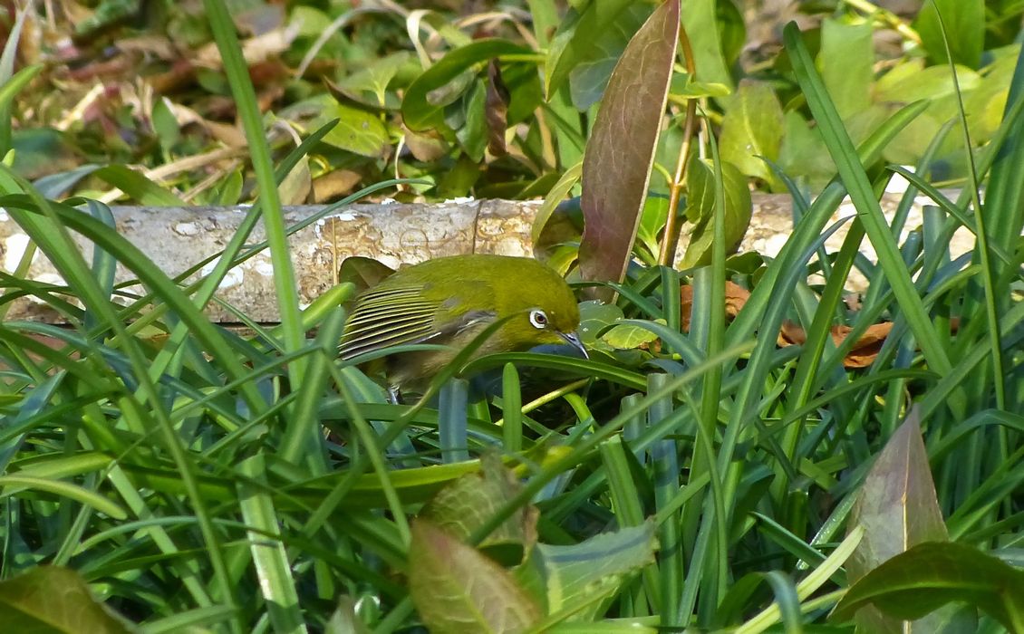 野　鳥_b0312938_06100828.jpg