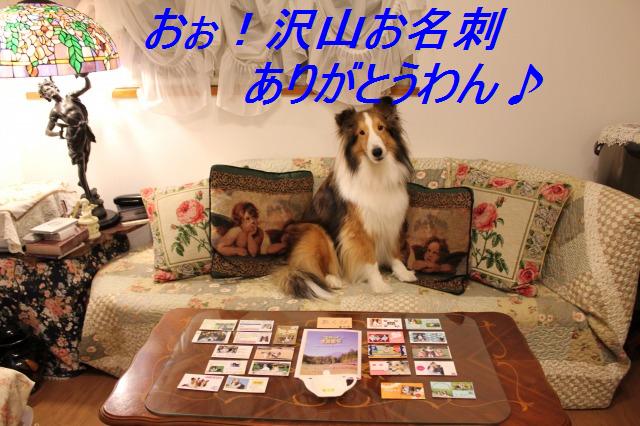 シェルコリ大集合@WOOF 2/2_e0195743_0472865.jpg