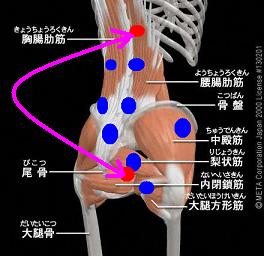 自宅でできる脊柱矯正法 腰痛編 ｍｐｓ改善にも 東大阪 おおにし整骨院 院長のブログ たかが整骨院 されど整骨院