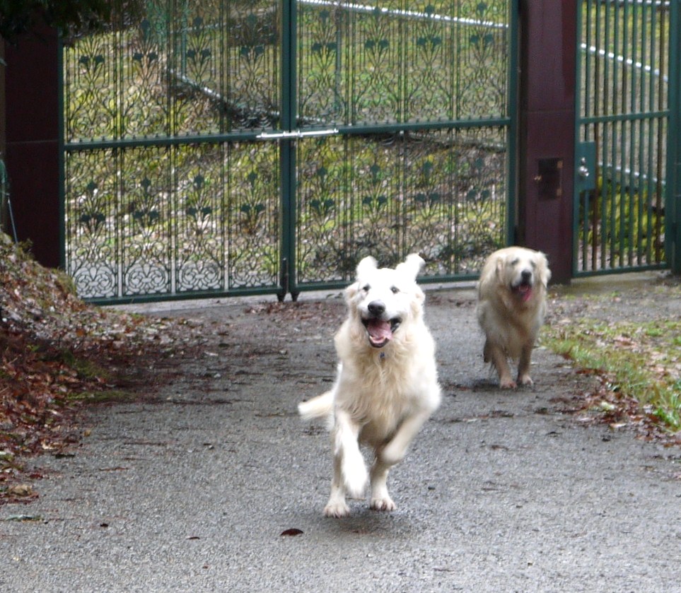 ヴァシュラン＆アンドルくんが遊びに来ました!(^^)! RIKACHAN HOUSE FAMILY THE RIKA'S GOLDEN