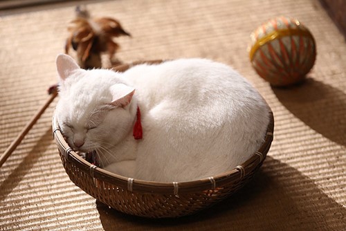 玉之丞さま 猫侍 あなごちゃん お散歩アルバム 秋の訪れ 玉之丞さま 猫侍 あなごちゃん お散歩アルバム 秋の訪れ