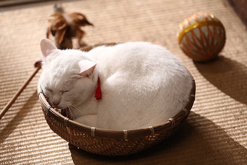 玉之丞さま 猫侍 あなごちゃん お散歩アルバム 初夏の賑わい