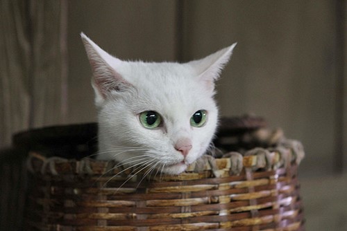 玉之丞さま 猫侍 あなごちゃん お散歩アルバム 初夏の賑わい