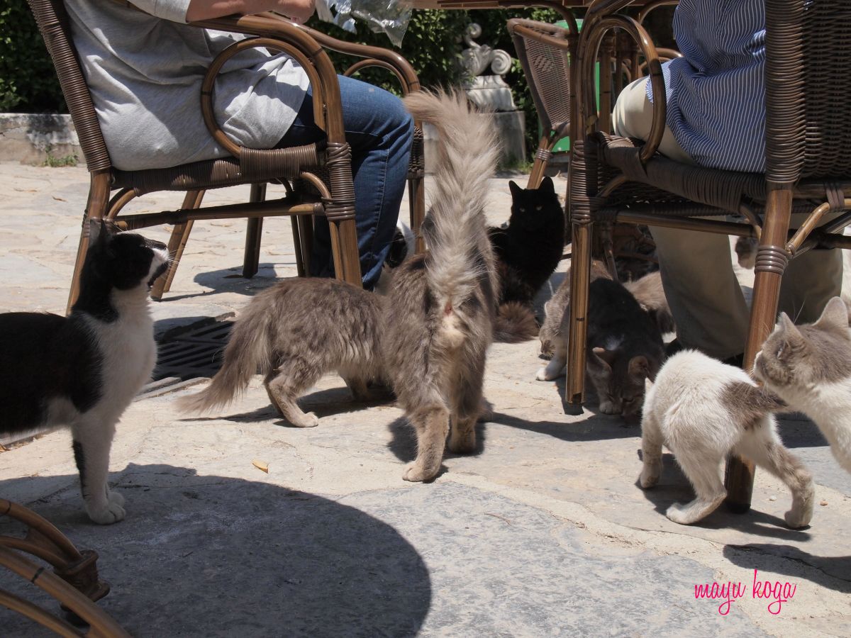 ドルマバフチェ宮殿は猫天国④_e0255060_01135205.jpg