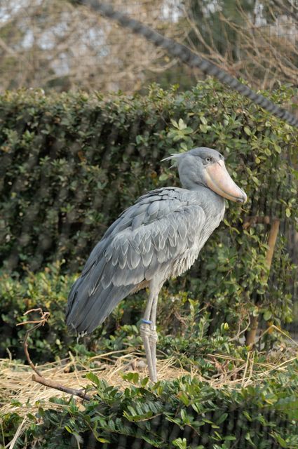 不動鳥”だけど、よく動く : 蜜蜂的写真日記