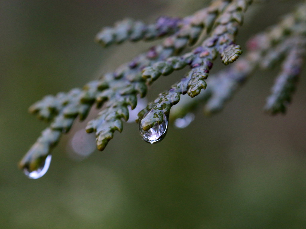 冷たい雨に濡れる植物たち_c0305565_18442072.jpg