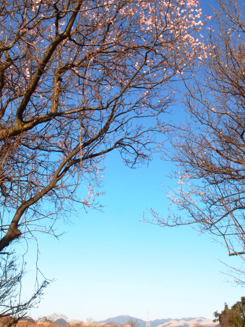a0260570_157175.jpg