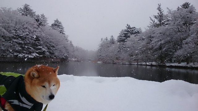 雪よ、止まれ～！_b0274270_13104178.jpg