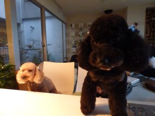 2014年3月5日 顔がさ~_b0098584_1712799.jpg